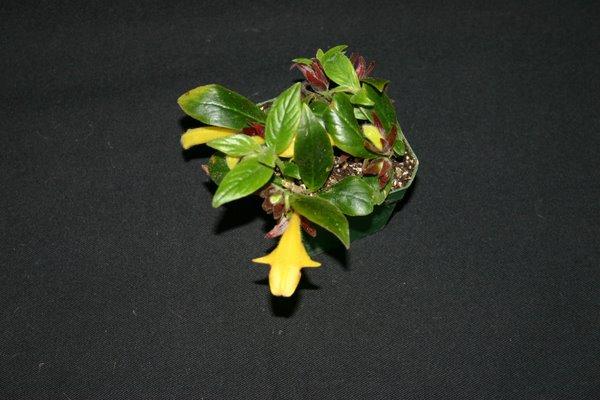 http://www.cloudjungle.com/CloudJungle/Gesneriaceae/Columnea/columnea goldilocks.jpg